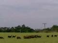 videos de Kendal Plantation Farm Barbados