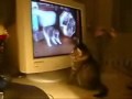 Video: Metatelevisione gattesca