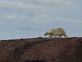 My first polar bear