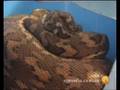 Shivering thermogenesis in a brooding coastal carpet python