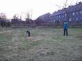 Azja German Sheppard