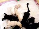 Pups - First Solids