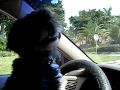 Buddy The Dog Drives