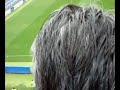 laddio-di-amauri-e-saluto-del-palermo.html