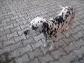 cane patty,lecca sputazza.3gp