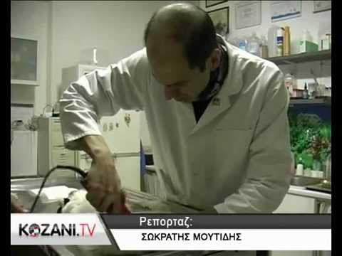 Το εμβόλιο κατά του Καλαζάρ στην Ελλάδα