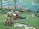 Paintball 2