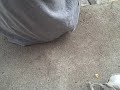 nick beats up caitlyn