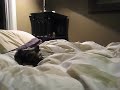 Zola Belle - Tiny Yorkie Puppy - Diggin in Bed for monsters!