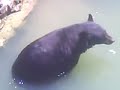 Feeding bears
