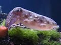 Cuttlefish Cuttlefish