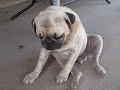 Sleepy Pug Sleepy Pug