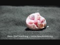 BARN OWL EGG HATCHING