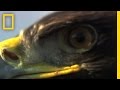 Golden Eagle vs. Jackrabbits