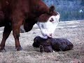 New Calf on the Ranch New Calf on the Ranch