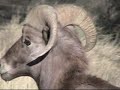 Waterton Canyon, Bighorn sheep, Littleton Colorado Waterton Canyon, Bighorn sheep, Littleton Colorado