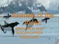 videos de Antarctica