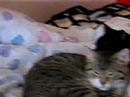 cats paradise cats paradise