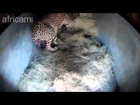 CHEETAH +