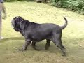 Neapolitan Mastiff CH Samson