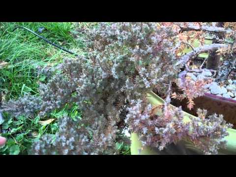 how to replant my bonsai tree