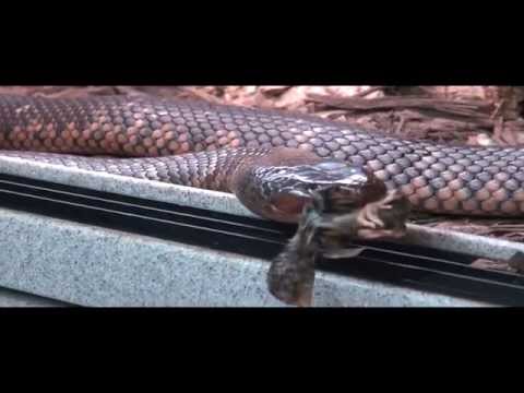 YouTube reptile video