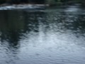 BEAVER!!!