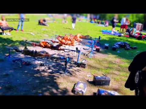 Berliner Bräuche: Ordnungsamt entsetzt - zwölf Schafe ...