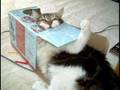 ねこ