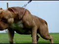 Video do Storm Red Maximus Bull Video do Storm Red Maximus Bull