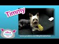 There are two kinds of pet-toys in this world, those that make noise and those that don't. The ones that make noise, while often are annoying can also be hilariously cute. Sit back and enjoy these squeeky toys! Thanks to all the cute puppies in this episode: ewestby, bmarti012, hc5duke, jaymazurk, natters1697, cozart, simpsonx1979, rjschuldt, joyous214, cowboyducky, lymphair, gvandeurse, riah729, daydreamertoo, Shadowninja07, cupidsteviexena, kevinandamanda.