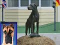 Simonstown Royal Navy Enlist Dog Just Nuisance Simonstown Royal Navy Enlist Dog Just Nuisance