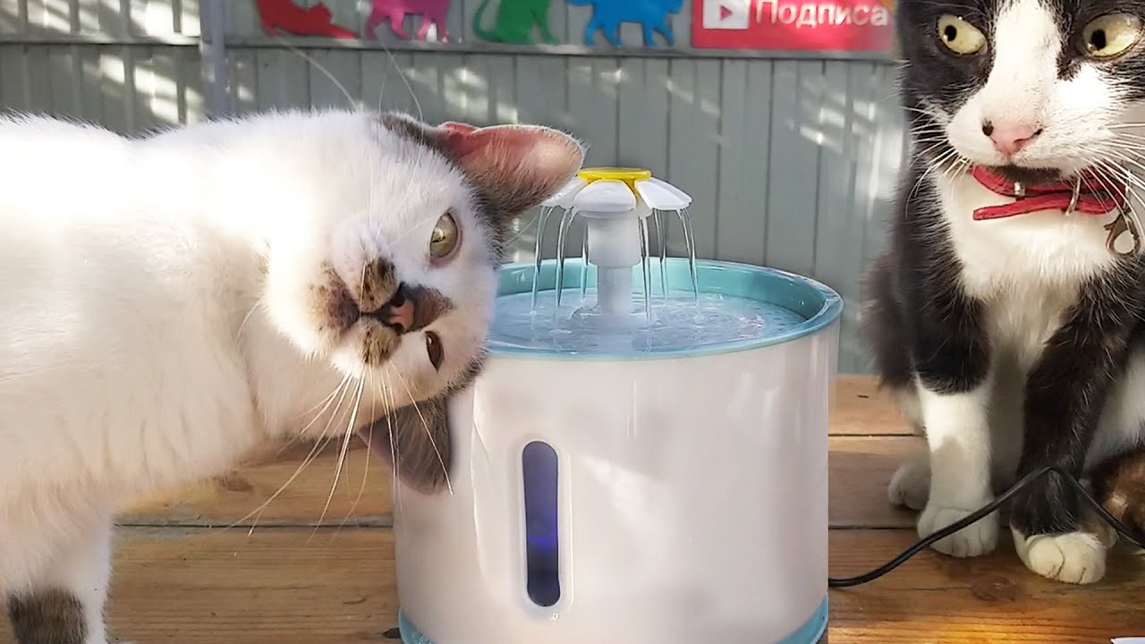 Реакция Кота и Поилка Фонтан для кошек с Алиэкспресс
