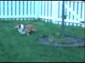 Newman, Tucker, and Cory playing in the back yard 2008