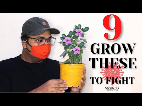 9 Best Plants to EAT and GROW In Home to Fight Koro Na