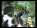 WASPS - MUD DAUBER CLOSE-UP
