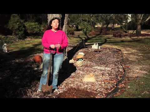 how to keep cats away from vegetable patch