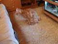 Mon chat est aussi un obsédé