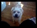 Stupid pet tricks/Finnegan high-five