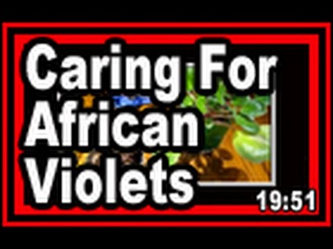 how to care violets