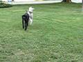 videos de Dogbook Movie: Clinton & Roger