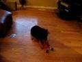 Eva and her Toy
