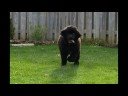 Paddington Grows