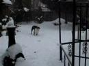 our rottweiler morena playing