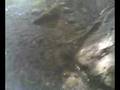 Development of our Agroforestry Farm to Abaca Production