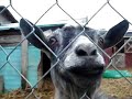 CRAZY Smiling Goat!!!!