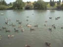 Duck, Duck...Goose! Duck, Duck...Goose!