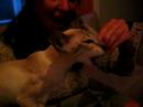 Weird Siamese sound when munching... Weird Siamese sound when munching...