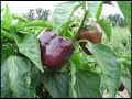 Black River Organic Farm - Eastern Carolina Organics