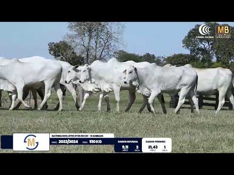 2� DE OLHO NA FAZENDA NELORE SESMARIAS
